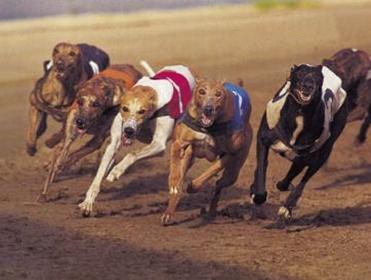Newcastle is the host as the All England Cup and Northern Puppy Derby get underway